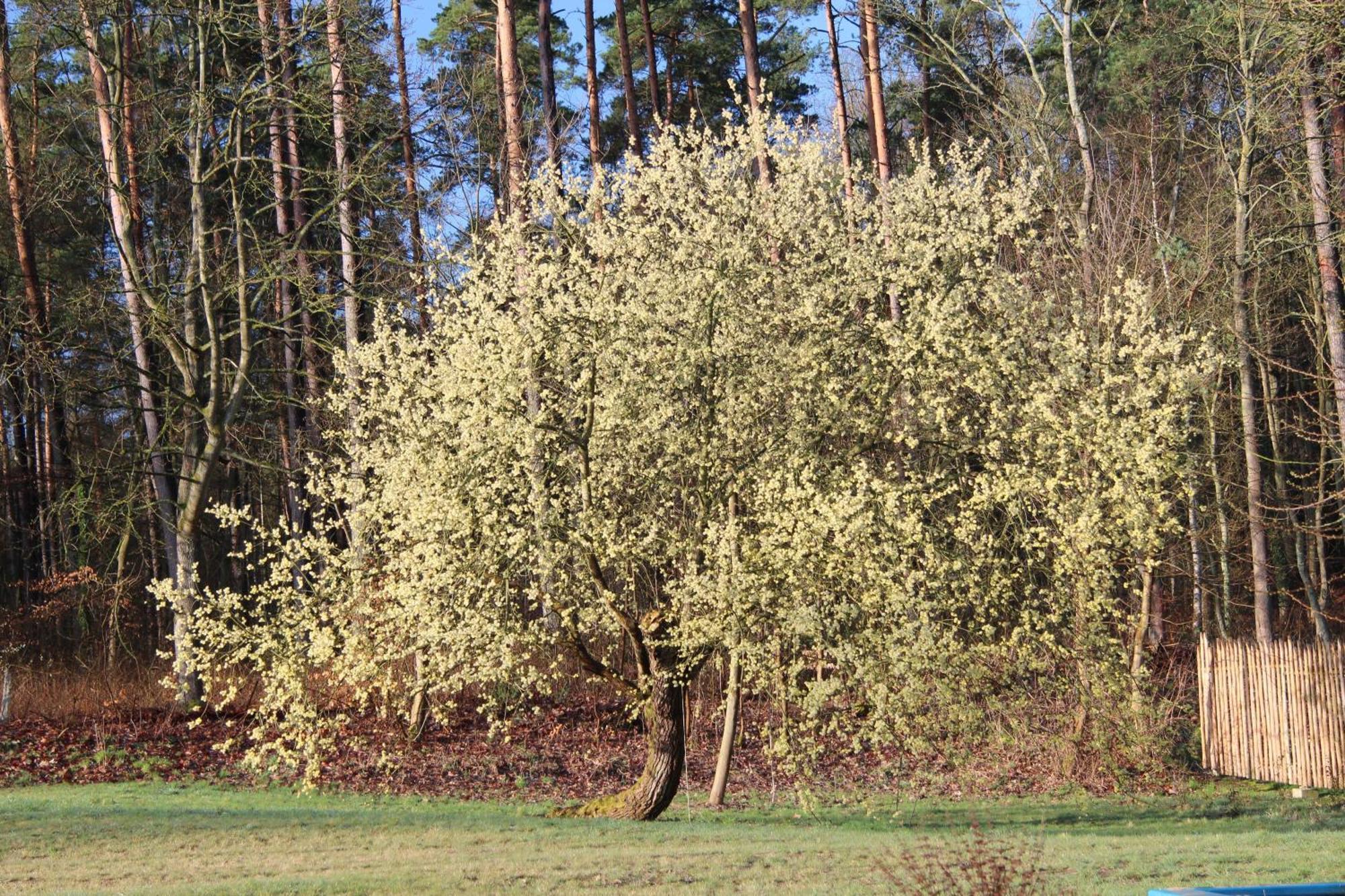 Ferien in Troja Villa Lärz Buitenkant foto